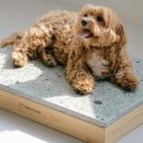 쿨한 강아지 이미지