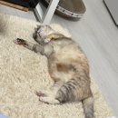고앵이 집사 취업 후기ෆ.ෆ