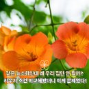 꽃못