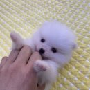 로얄독 강아지분양 화성동탄점 이미지