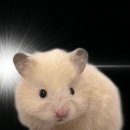 데코보코