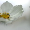 푸욱