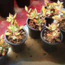 도남농장 이미지