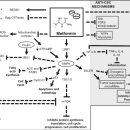 Re:Re: Metformin as an anti-cancer agent: actions and mechanisms targeting cancer stem cells 이미지