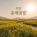 화순고인돌유적지(1쉼터공연장) | 광주 근교 당일치기 나들이 화순 봄꽃 축제 벨리곰 포토존과 야간 개장 코스