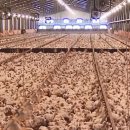 양계장닭한마리 이미지