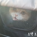 두류동물병원 이미지