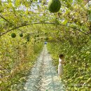 죽동천 | 창원 애플수박 농장 아이와 애플수박따기 체험했어요