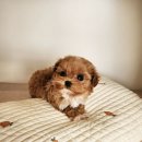 켄넬203 말티푸분양, 미니비숑분양 | 강아지 분양 직후 관리가 평생 건강을 좌우하는 이유