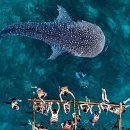 바이크앤트래블(Bike&Travel) | 평생의 추억되는 고래상어와의 눈맞춤, 세부[제임스골드 여행]