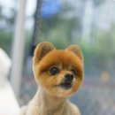 장화신은 고양이 & 강아지 미용 이미지