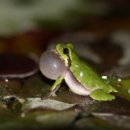 청개구리 이미지