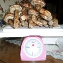 자연산 송이버섯 경매 이미지