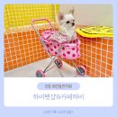 하비펫샵 이미지