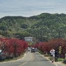 금산-53 | 대전 근교 봄나들이 추천! 금산 홍도화 축제 다녀온 리얼 후기