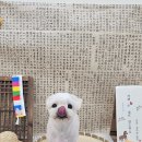 도봉 애견 미용앤호텔 | [말티즈 미용 후기] 방학동 애견미용 동글동글 얼굴이 너무 귀여운 홍삼이