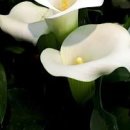 카라꽃 꽃말 구근 식물 노란 카라 화분 키우기 물주기 이미지