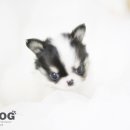 강아지 분양 프러포즈펫 이미지