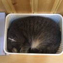 집사의하루 강남점 | 서울 강남 유기묘 고양이 카페 집사의하루 강남점