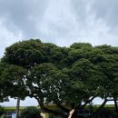 함덕초등학교선흘분교 이미지