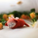 펠트 이미지