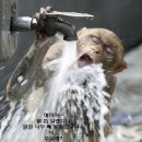 아싸리 Daum카페
