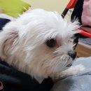 도도 이미지