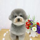 그루멍(groomung) 이미지