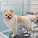 웰니스펫뷰티 이미지