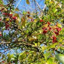 비블리아성서식물원 이미지