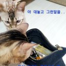 MJ캐터리 이미지