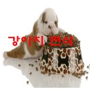 꿈이랑펫 이미지