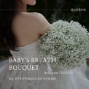 [광명 부케] Baby&#39;s breath - feat. 안개꽃부케 (동글동글 쉐입, 네츄럴 쉐입)