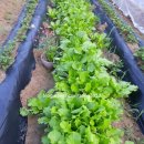 (주)열무 이미지