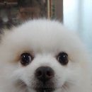 이향애견살롱 | 우리집 제제의 애견미용후기! 부산 연산동 애견미용 잘하는곳 &#39;이향애견살롱&#39;