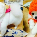 언니네 애견샵 이미지