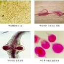 참외의 기생선충의 피해 및 방제 이미지