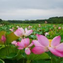 웰빙홈케어 네이버블로그
