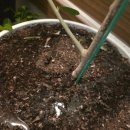 올리브나무 | 식물영양제 세솔 사용 후기,우리집 올리브 나무가 달라졌어요 🌿