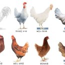 행복을주는닭 이미지