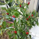 동경세탁소 이미지