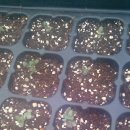 댕댕이,봄 이미지