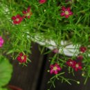 블루 아리아 이미지