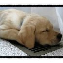 강아지 켄넬 이미지