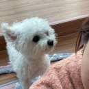 미견미묘 이미지