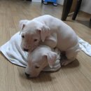 울집 뉴페이스 Stihl과 Sanlee 이미지