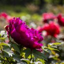 모란이피기까지 이미지