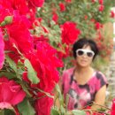 봉황초등학교 이미지