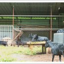 흑염소목장 이미지