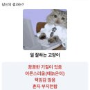 토마토청과